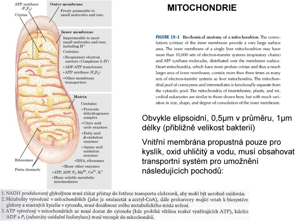 propustná pouze pro kyslík, oxid uhličitý a vodu, musí