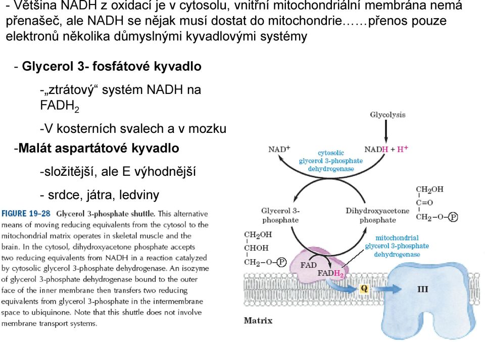 kyvadlovými systémy - Glycerol 3- fosfátové kyvadlo - ztrátový systém NADH na FADH 2 -V