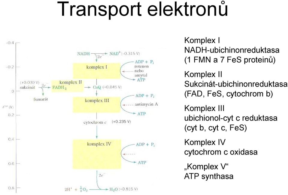 FeS, cytochrom b) Komplex III ubichionol-cyt c reduktasa (cyt