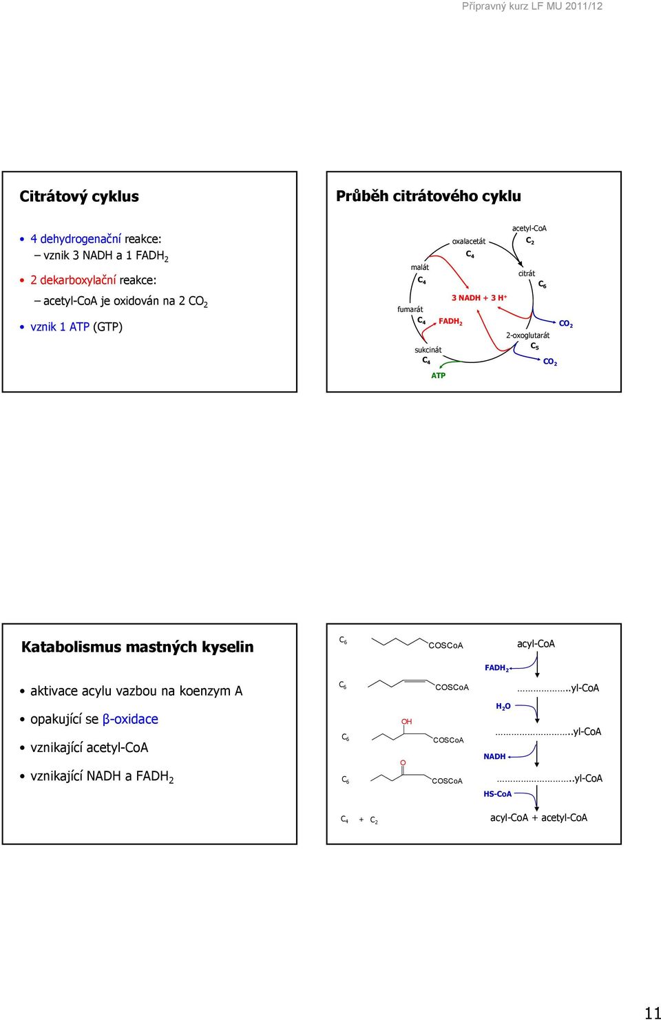 FADH 2 C 2 2-oxoglutarát C 5 C 2 Katabolismus mastných kyselin C 6 CSCoA acyl-coa FADH 2 aktivace acylu vazbou na koenzym A C 6 CSCoA.