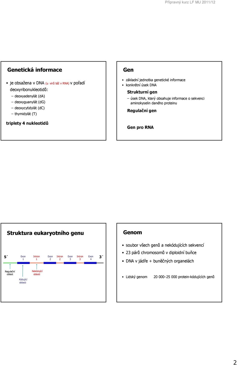 daného proteinu Regulační gen Gen pro RNA Struktura eukaryotního genu Genom 5 Exon Intron Exon Intron Exon 3 Exon 1 Intron 1 2 2 3 3 4 soubor všech genů a nekódujících