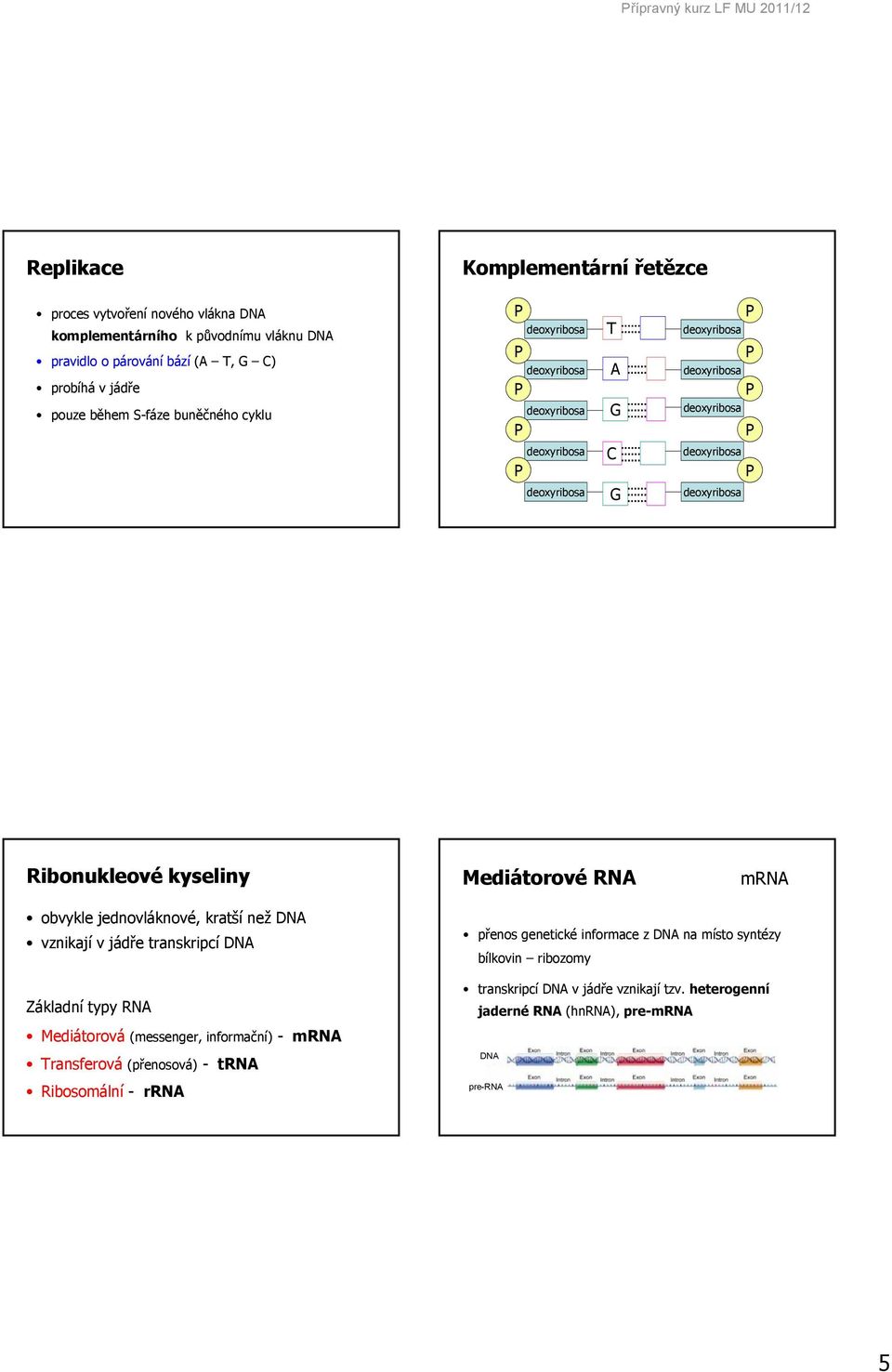 kratší než DNA vznikají v jádře transkripcí DNA Základní typy RNA Mediátorová (messenger, informační) - Transferová (přenosová) - trna Ribosomální -