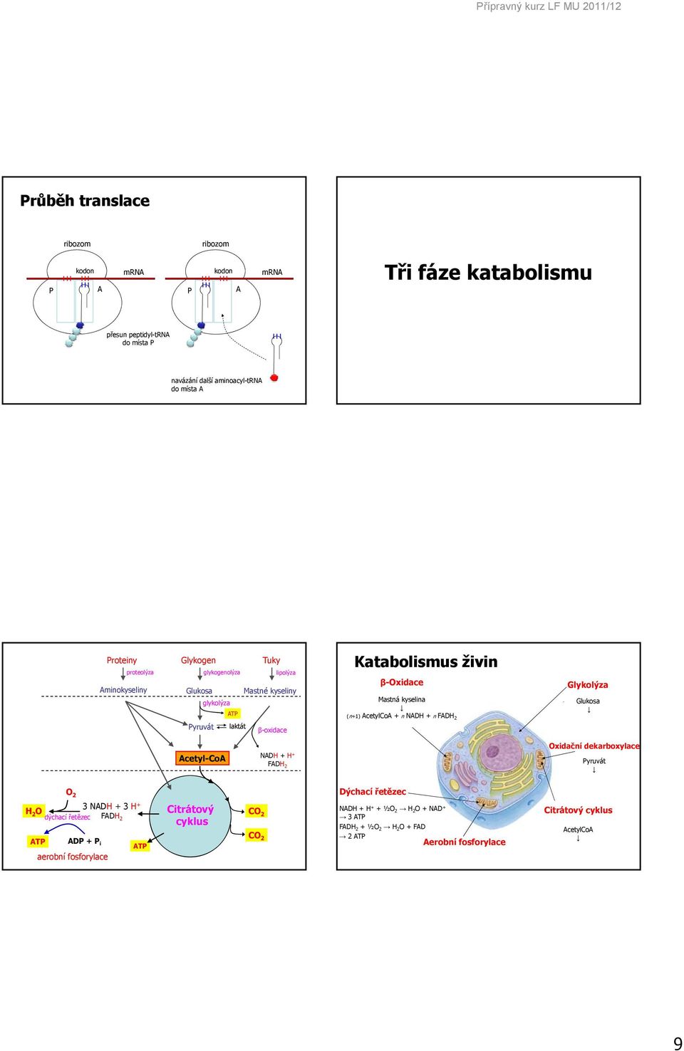 kyselina (n+1) AcetylCoA + n NADH + n FADH 2 Glykolýza Glukosa Acetyl-CoA A NADH + H + FADH 2 xidační dekarboxylace yruvát 2 Dýchací řetězec 3 NADH + 3 H H + 2 dýchací