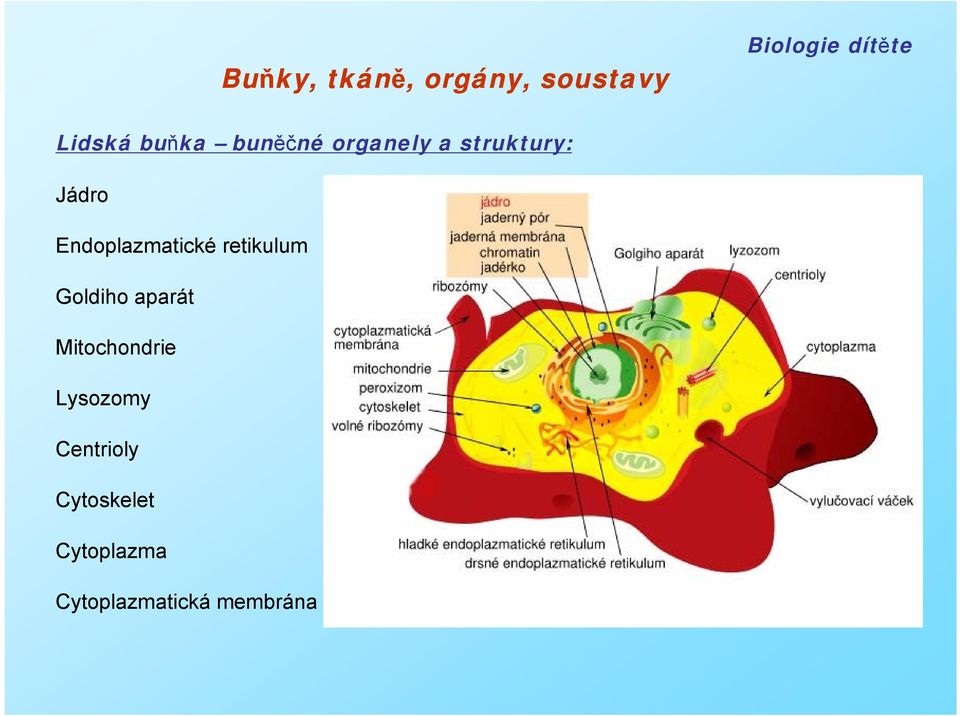 retikulum Goldiho aparát Mitochondrie