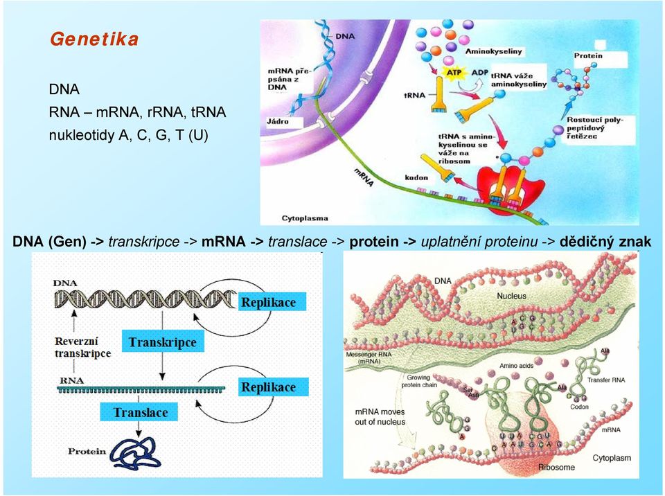 transkripce -> mrna -> translace ->