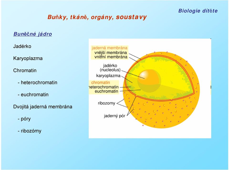 heterochromatin - euchromatin