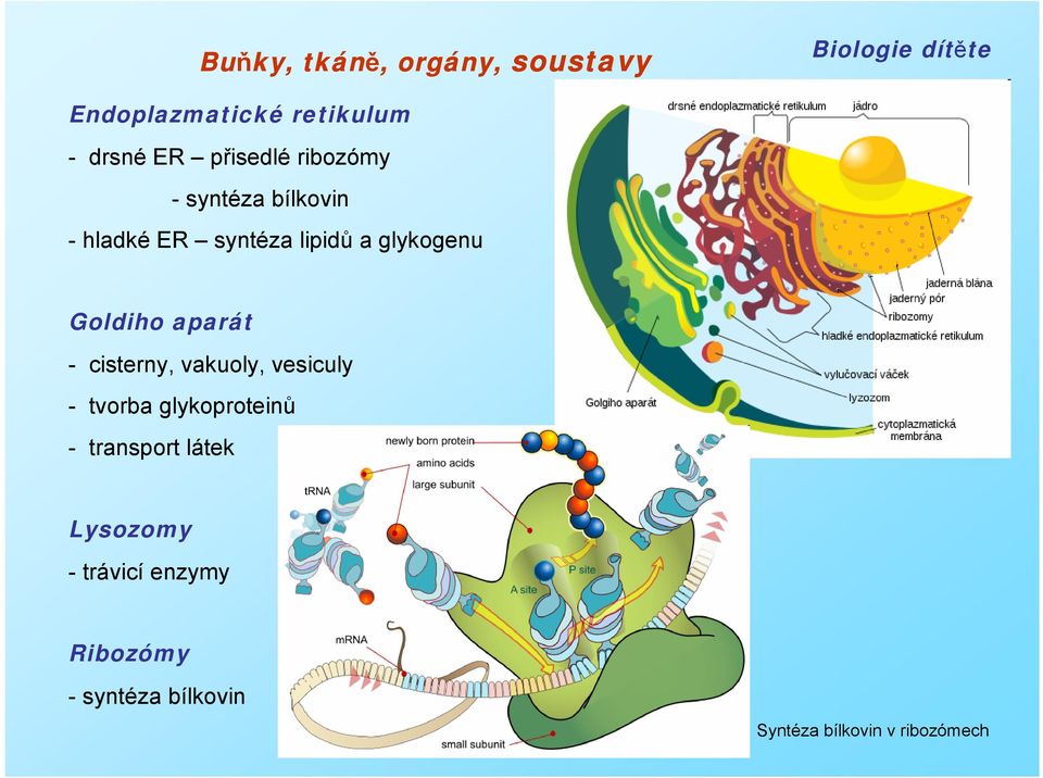 cisterny, vakuoly, vesiculy - tvorba glykoproteinů - transport látek