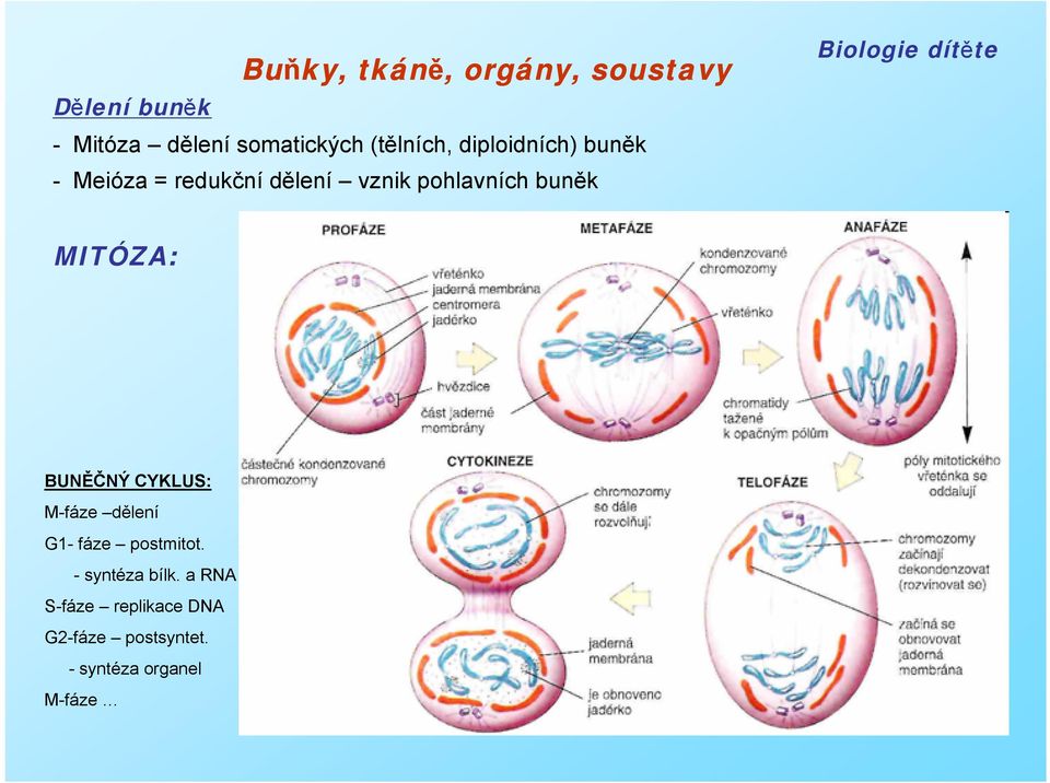 BUNĚČNÝ CYKLUS: M-fáze dělení G1- fáze postmitot. - syntéza bílk.