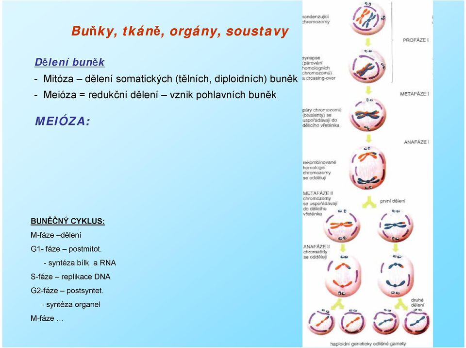 BUNĚČNÝ CYKLUS: M-fáze dělení G1- fáze postmitot. - syntéza bílk.
