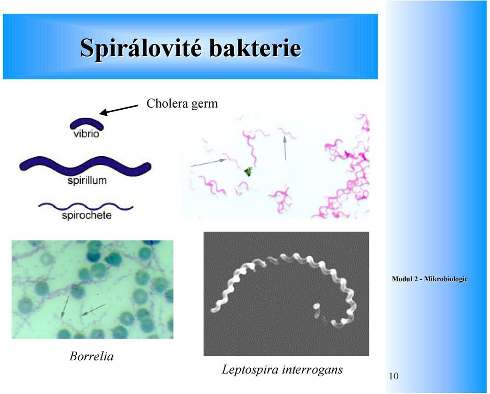 germ Borrelia