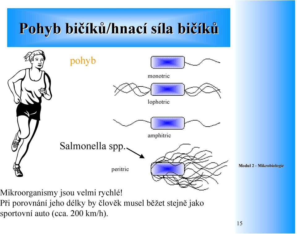 amphitric peritric Mikroorganismy jsou velmi rychlé!