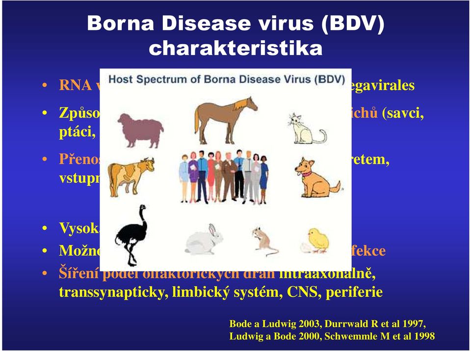 afinita k CNS (limbický systém) Možnost způsobení latentní (perzistentní) infekce Šíření podél olfaktorických drah