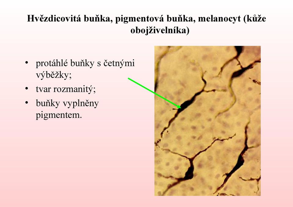 obojživelníka) protáhlé buňky s