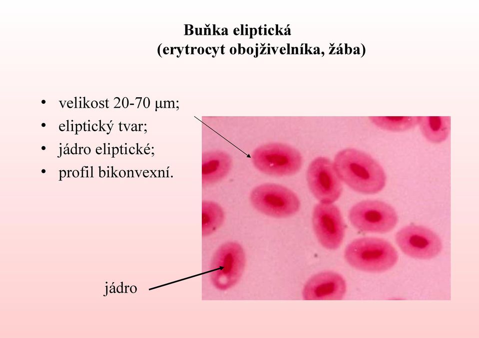 20-70 μm; eliptický tvar;