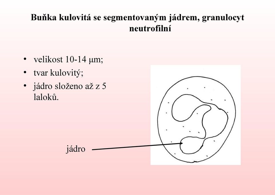 velikost 10-14 μm; tvar