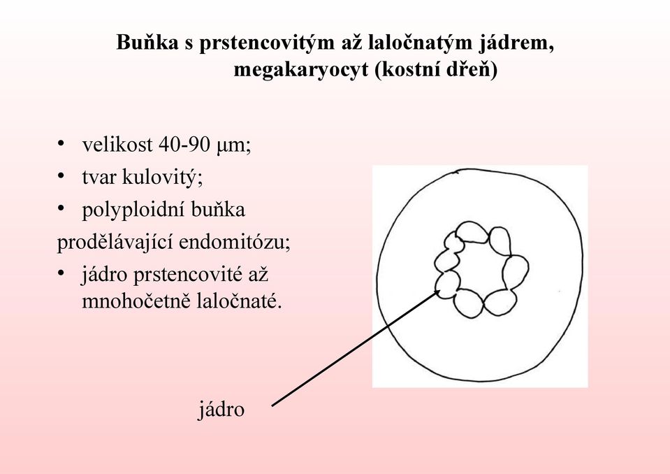 tvar kulovitý; polyploidní buňka prodělávající