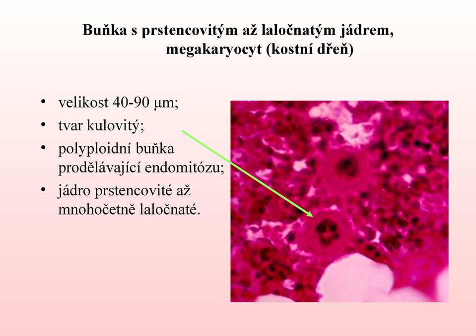 tvar kulovitý; polyploidní buňka prodělávající