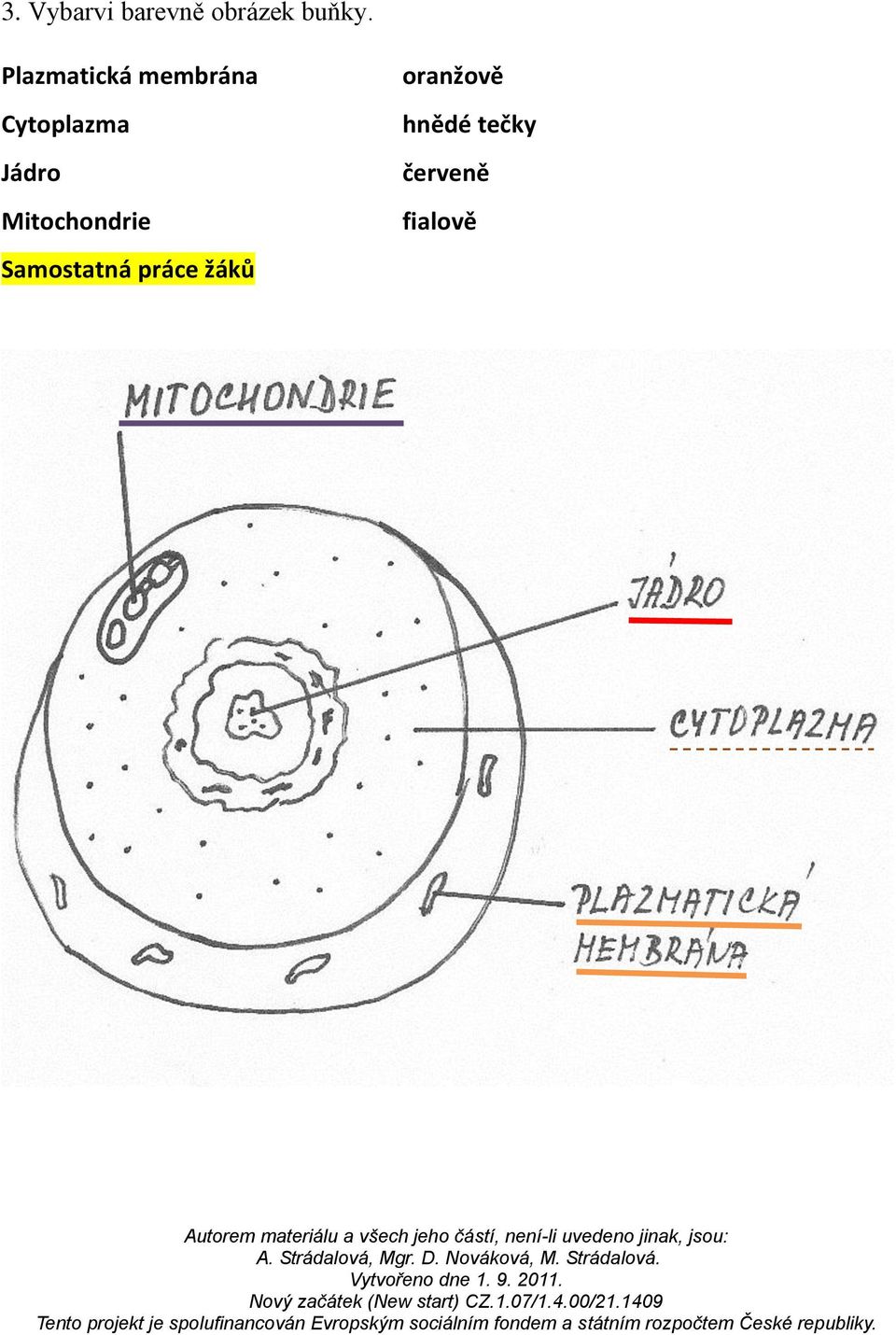 Jádro Mitochondrie Samostatná práce