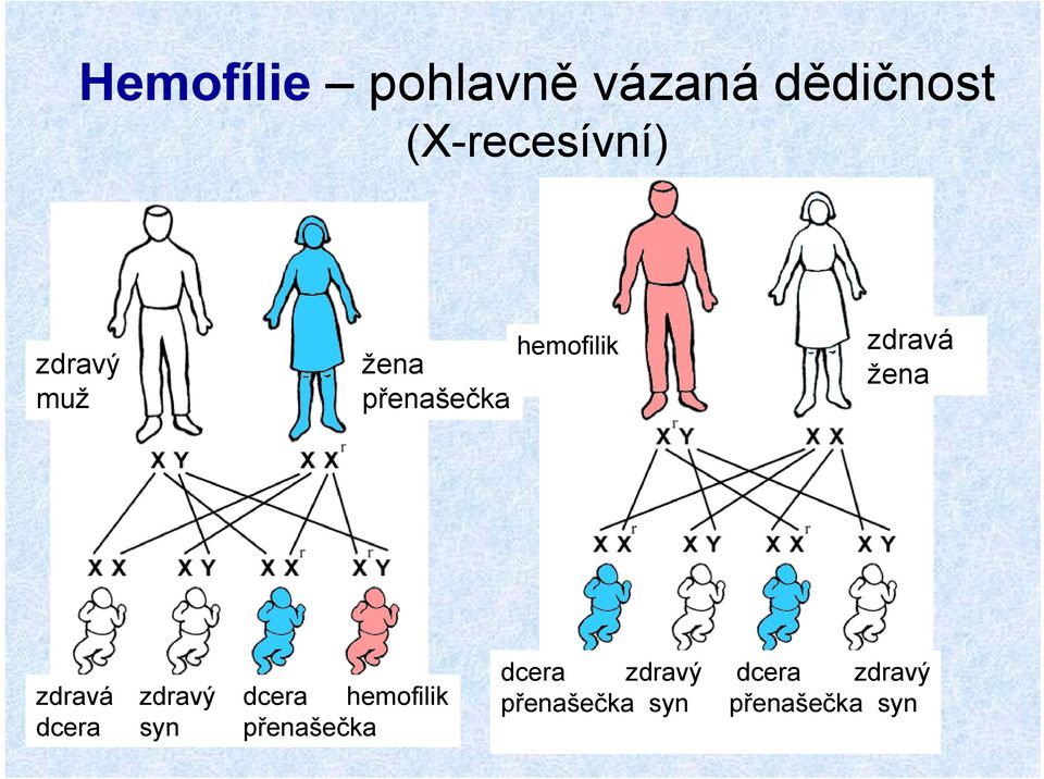 zdravá zdravý dcera hemofilik dcera syn přenašečka