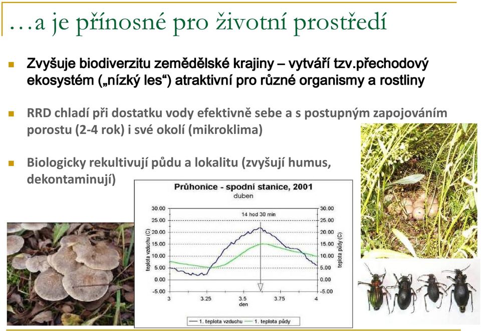 chladí při dostatku vody efektivně sebe a s postupným zapojováním porostu (2-4 rok) i