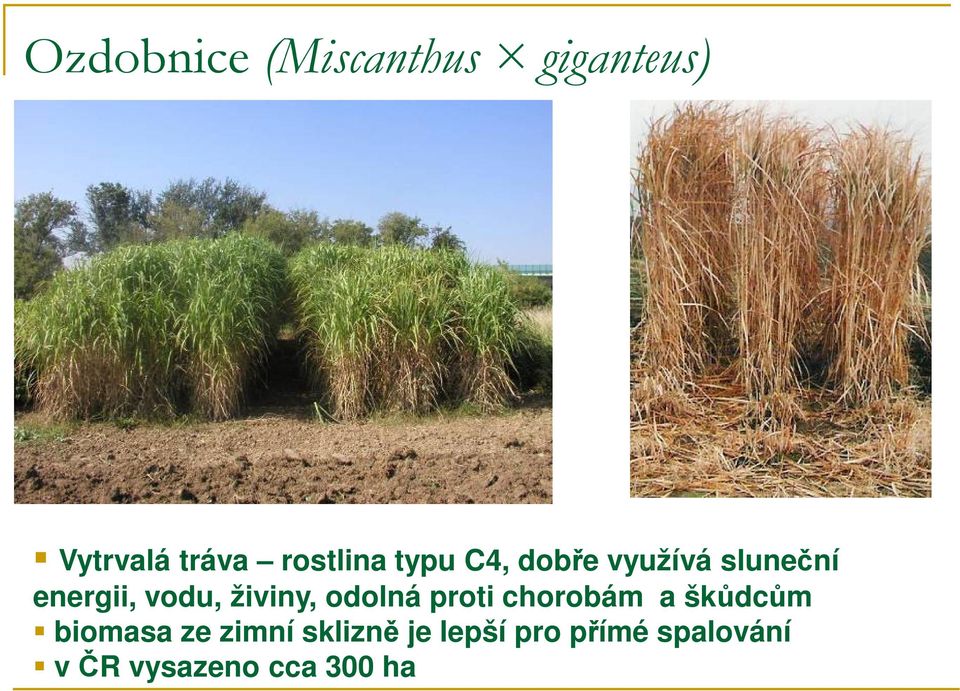 živiny, odolná proti chorobám a škůdcům biomasa ze