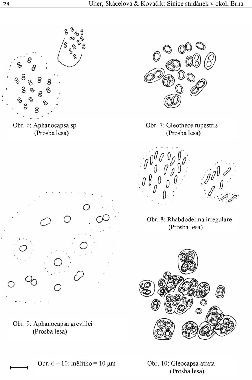 8: Rhabdoderma irregulare Obr.