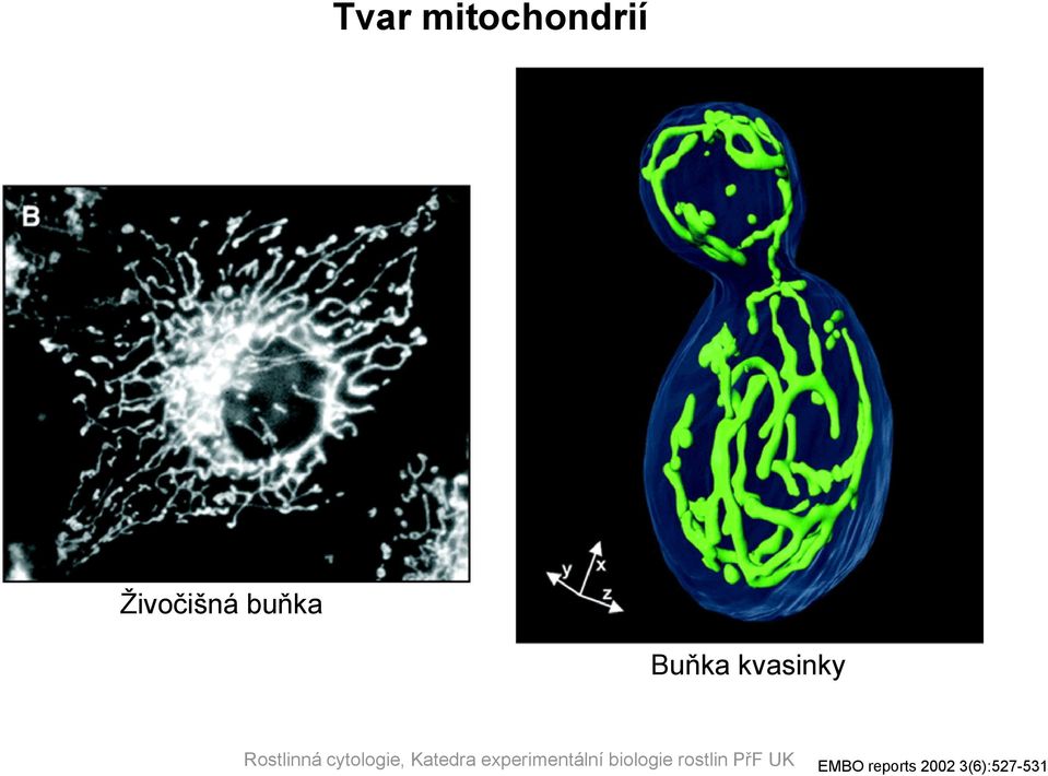 Buňka kvasinky EMBO