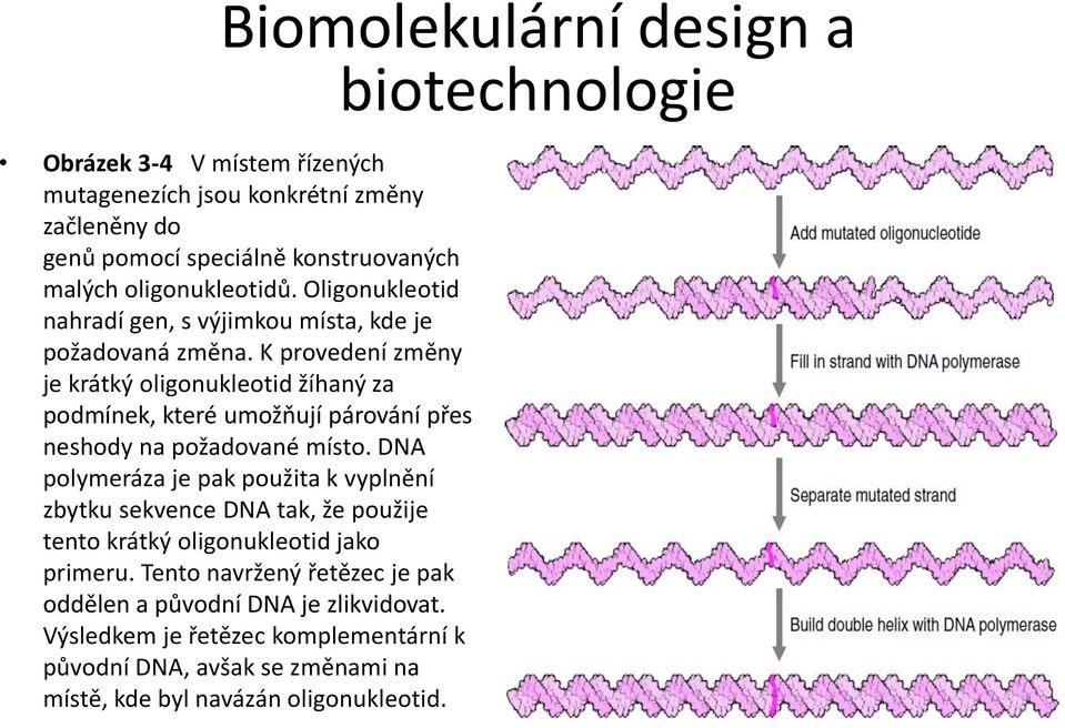 K provedení změny je krátký oligonukleotid žíhaný za podmínek, které umožňují párování přes neshody na požadované místo.