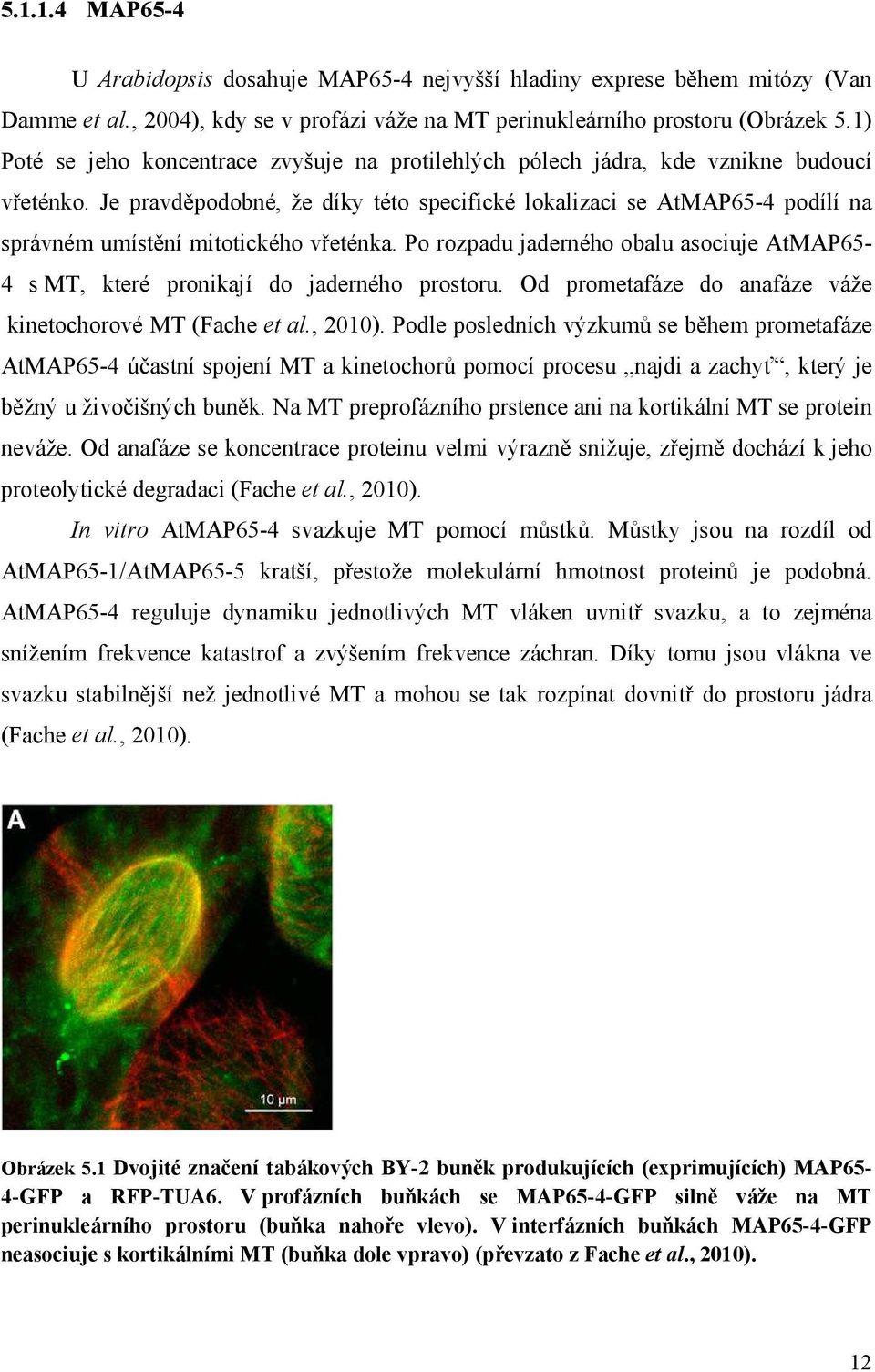 Je pravděpodobné, že díky této specifické lokalizaci se AtMAP65-4 podílí na správném umístění mitotického vřeténka.
