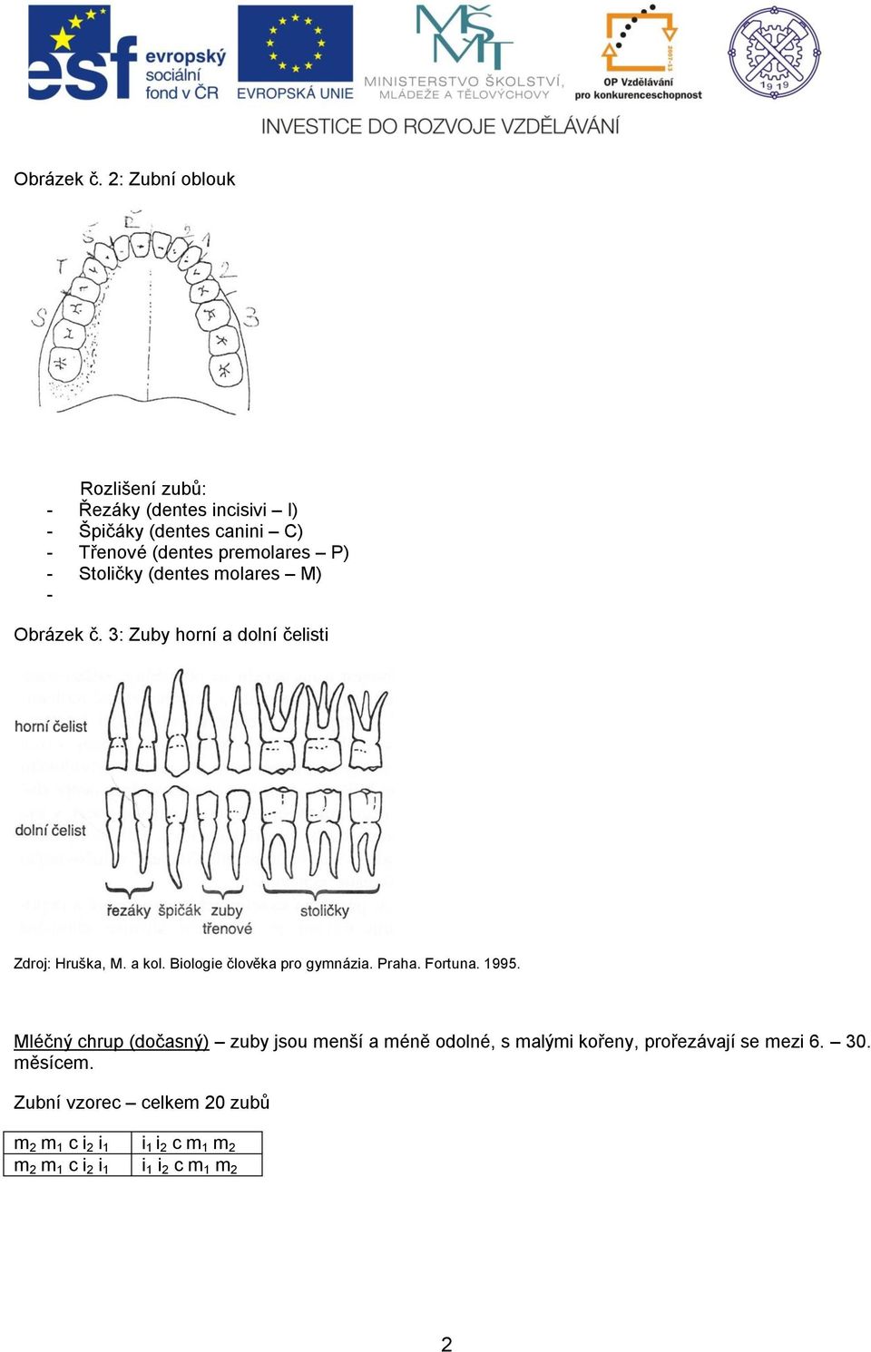(dentes premolares P) - Stoličky (dentes molares M) -  3: Zuby horní a dolní čelisti Mléčný chrup