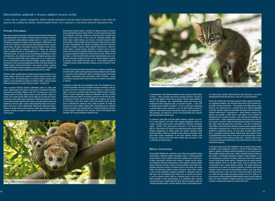 Primáti (Primates): Naše zraky se upíraly především k úzkonosým opicím čeledi kočkodanovití (Cercopithecidae), kde již tradičně chováme celkem čtyři druhy.