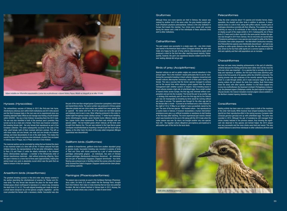 the row) was not re-experienced since any breeding attempts failed. What we did manage was fi nding a fourth breeder within UCSZOO - the zoo in Dvůr Králové, forwarding them the 2012 male.
