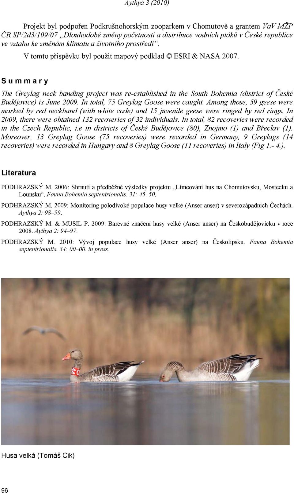 S u m m a r y The Greylag neck banding project was re-established in the South Bohemia (district of České Budějovice) is June 009. In total, 75 Greylag Goose were caught.