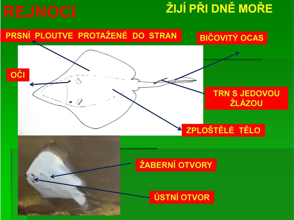 BIČOVITÝ OCAS OČI TRN S JEDOVOU