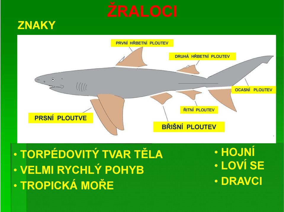 PRSNÍ PLOUTVE BŘIŠNÍ PLOUTEV TORPÉDOVITÝ TVAR