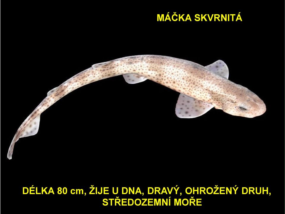 DNA, DRAVÝ,