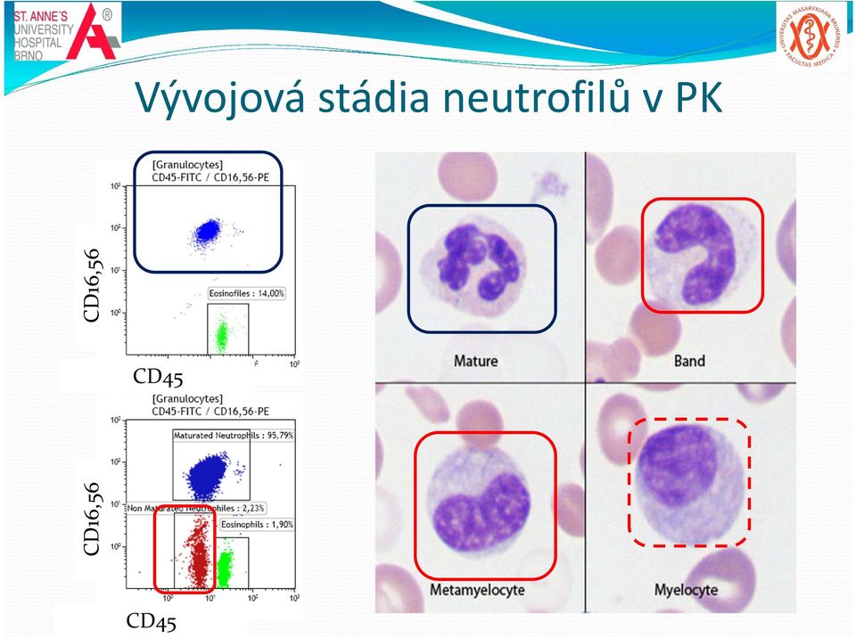 neutrofilů v