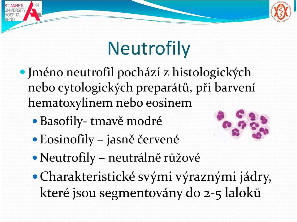 Basofily tmavě modré Eosinofily jasně červené Neutrofily neutrálně