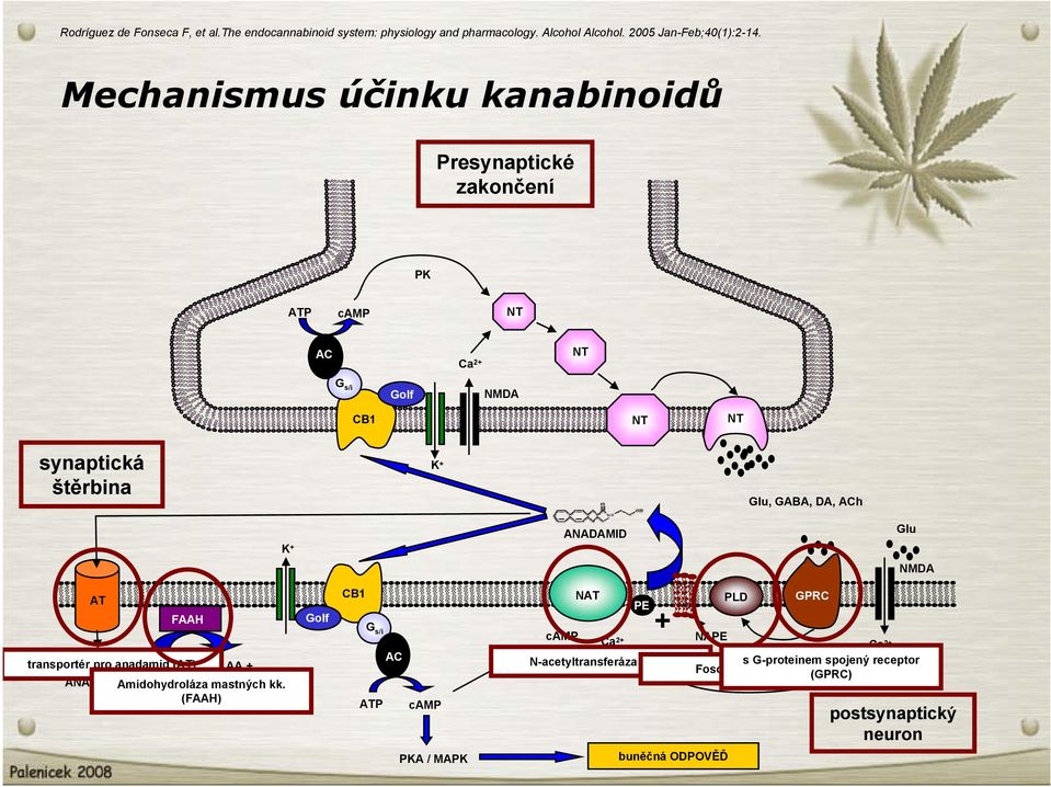 ACh K + ANADAMID Glu NMDA AT FAAH transportér pro anadamid (AT) AA + ANADAMID Amidohydrolázaetanolamid mastných kk.