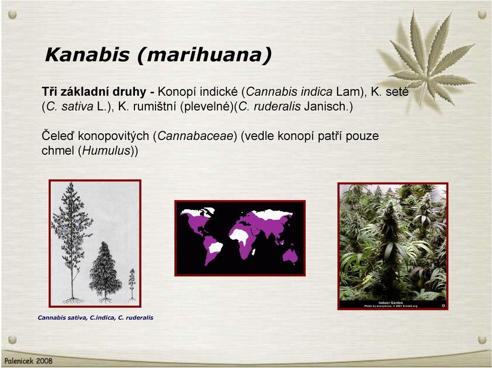 ruderalis Janisch.