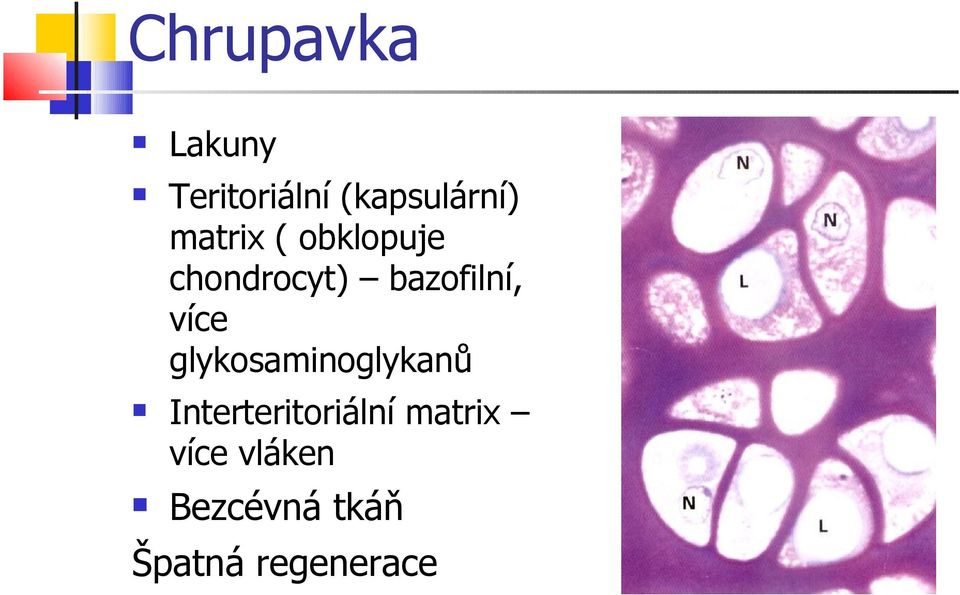 více glykosaminoglykanů Interteritoriální