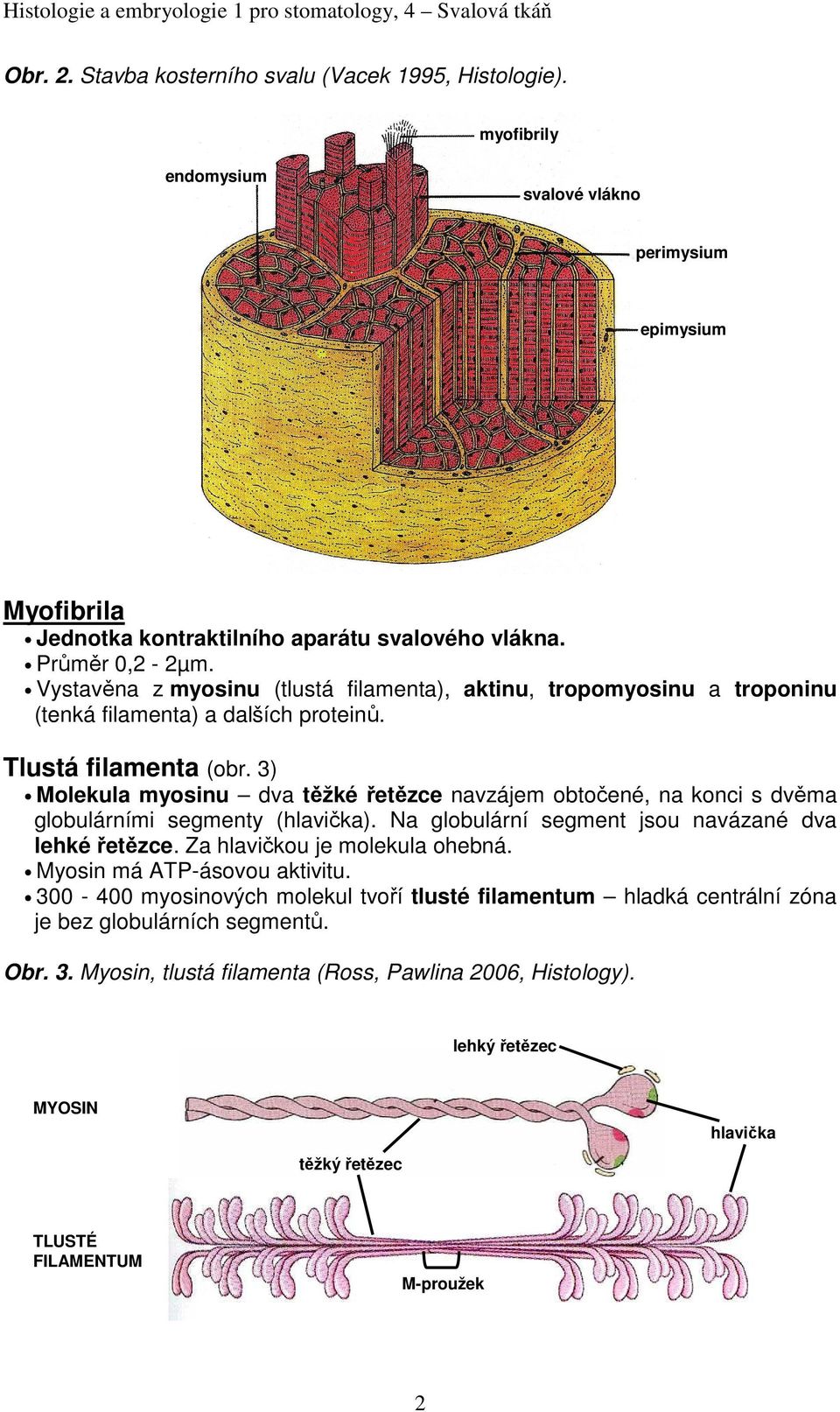 3) Molekula myosinu dva těžké řetězce navzájem obtočené, na konci s dvěma globulárními segmenty (hlavička). Na globulární segment jsou navázané dva lehké řetězce. Za hlavičkou je molekula ohebná.