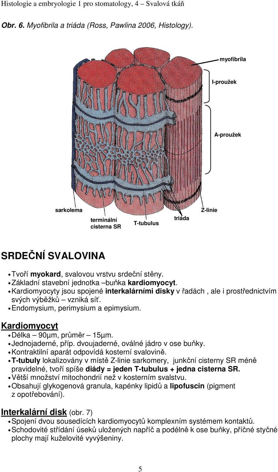 Kardiomyocyty jsou spojené interkalárními disky v řadách, ale i prostřednictvím svých výběžků vzniká síť. Endomysium, perimysium a epimysium. Kardiomyocyt Délka 90µm, průměr 15µm. Jednojaderné, příp.