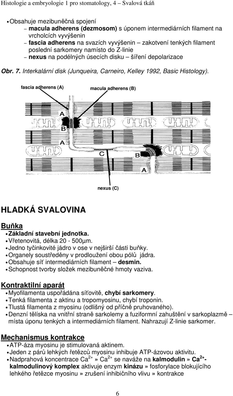 fascia adherens (A) macula adherens (B) nexus (C) HLADKÁ SVALOVINA Buňka Základní stavební jednotka. Vřetenovitá, délka 20-500µm. Jedno tyčinkovité v ose v nejširší části buňky.