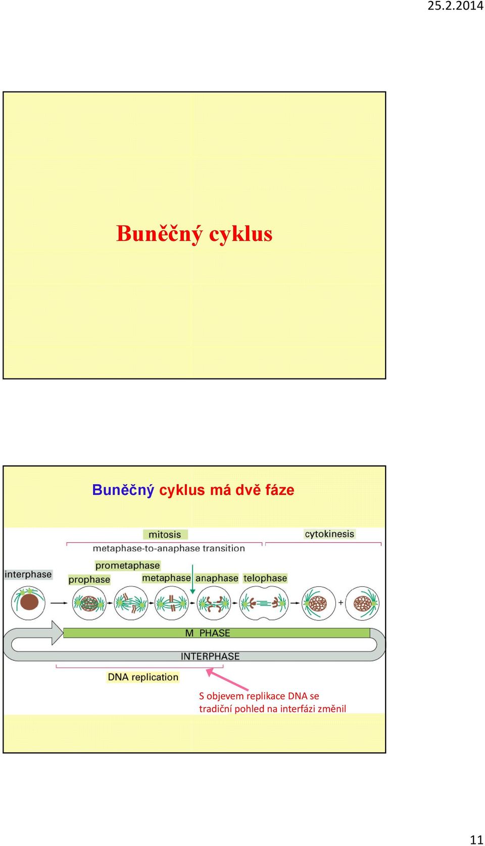 objevem replikace DNA se