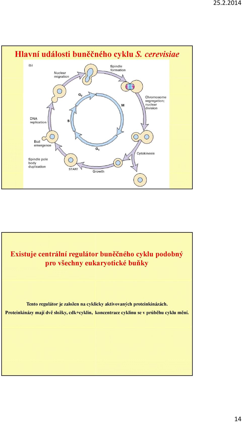 všechny eukaryotické buňky Tento regulátor je založen na cyklicky