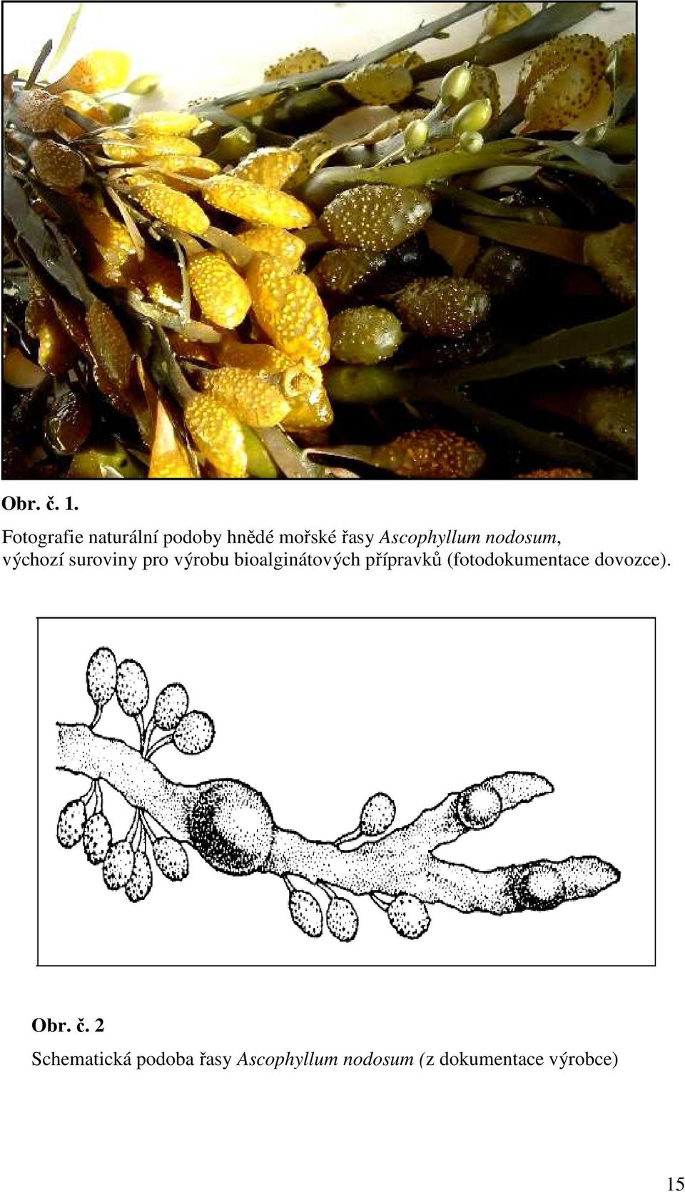nodosum, výchozí suroviny pro výrobu bioalginátových