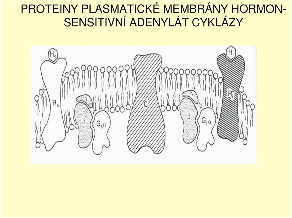 MEMBRÁNY HORMON-