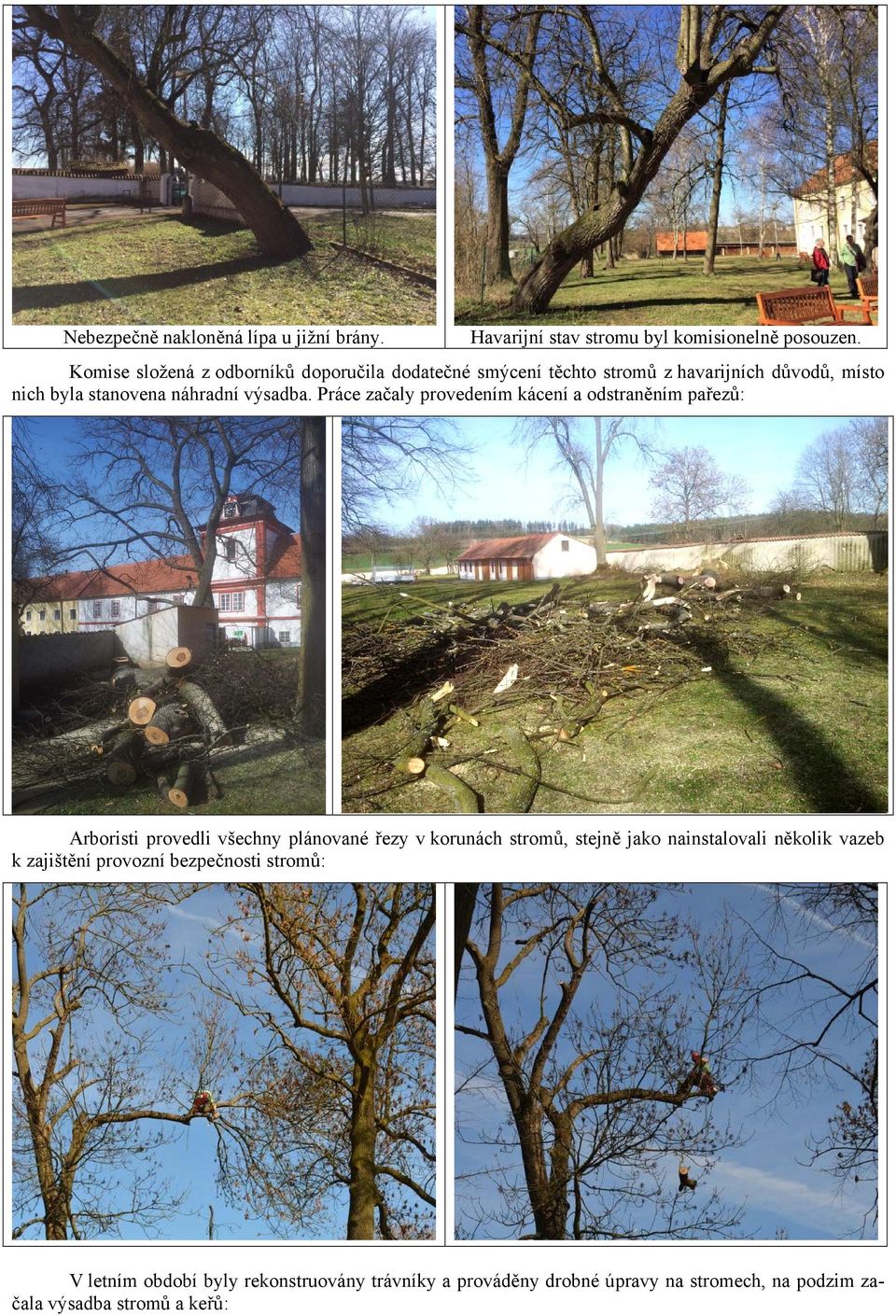 Práce začaly provedením kácení a odstraněním pařezů: Arboristi provedli všechny plánované řezy v korunách stromů, stejně jako