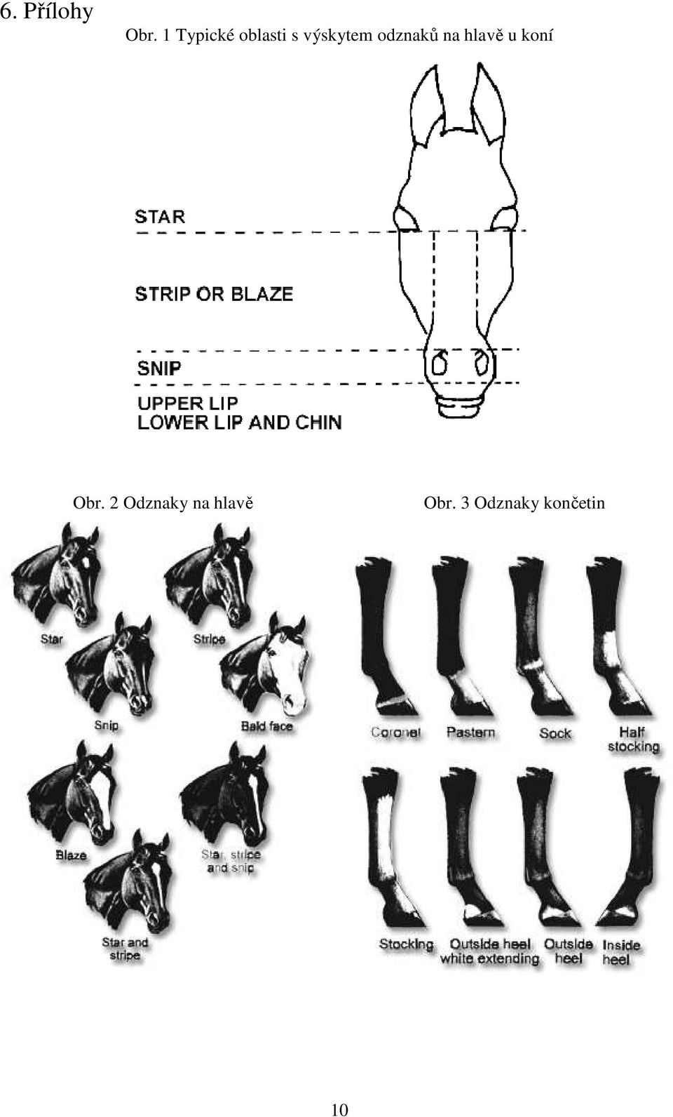 odznaků na hlavě u koní Obr.